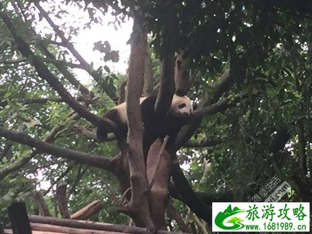 成都旅游住哪里方便 成都旅游住宿推荐 成都旅游住哪里方便 成都旅游住宿推荐