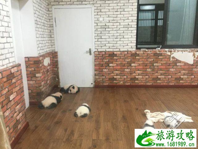 成都旅游住哪里方便 成都旅游住宿推荐 成都旅游住哪里方便 成都旅游住宿推荐