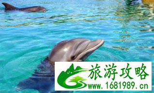 度蜜月去国外哪里好 度蜜月旅行地最佳排行榜 度蜜月去国外哪里好 度蜜月旅行地最佳排行榜