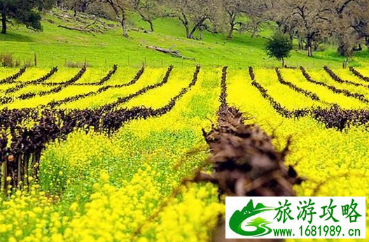 度蜜月去国外哪里好 度蜜月旅行地最佳排行榜 度蜜月去国外哪里好 度蜜月旅行地最佳排行榜
