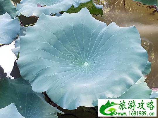 南京玄武湖有什么好玩的 南京玄武湖有什么好玩的
