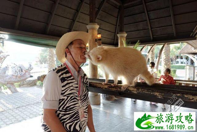 清迈自由行最详细攻略2017 清迈自由行最详细攻略2017