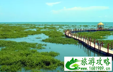 金海湾红树林门票是多少 金海湾红树林好玩吗 金海湾红树林门票是多少 金海湾红树林好玩吗