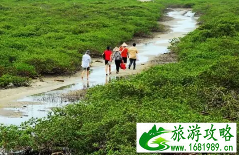 金海湾红树林门票是多少 金海湾红树林好玩吗 金海湾红树林门票是多少 金海湾红树林好玩吗
