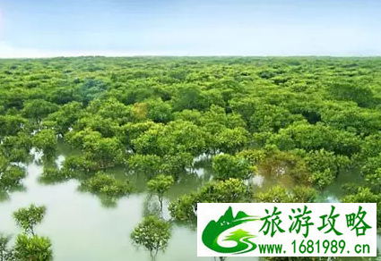 金海湾红树林门票是多少 金海湾红树林好玩吗 金海湾红树林门票是多少 金海湾红树林好玩吗