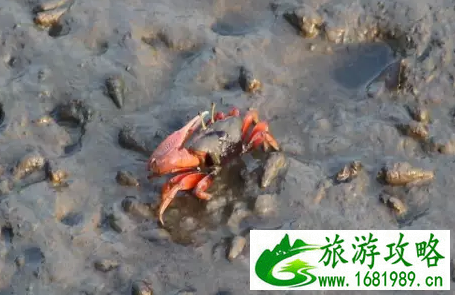 金海湾红树林门票是多少 金海湾红树林好玩吗 金海湾红树林门票是多少 金海湾红树林好玩吗