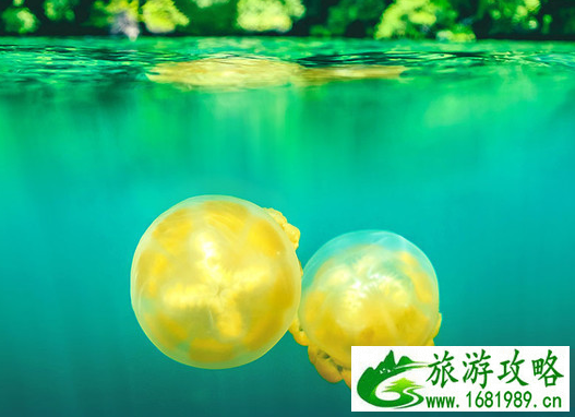 帕劳有什么旅游景点 帕劳一日游攻略 帕劳有什么旅游景点 帕劳一日游攻略