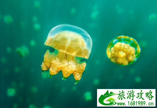 帕劳有什么旅游景点 帕劳一日游攻略 帕劳有什么旅游景点 帕劳一日游攻略