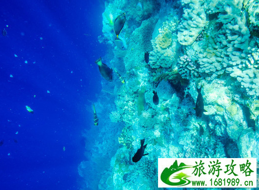 帕劳有什么旅游景点 帕劳一日游攻略 帕劳有什么旅游景点 帕劳一日游攻略