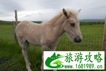 冰岛黄金圈一日游 冰岛黄金圈景点+门票+位置+就餐攻略 冰岛黄金圈一日游 冰岛黄金圈景点+门票+位置+就餐攻略