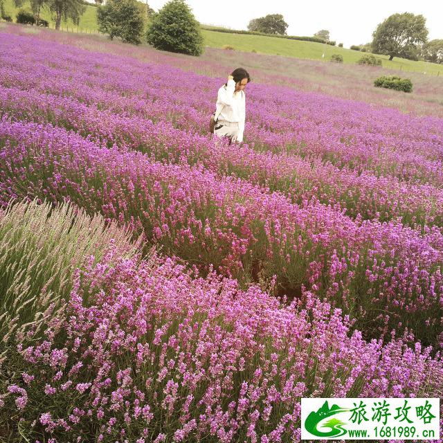 新西兰北岛5天4晚旅游攻略 新西兰北岛5天4晚旅游攻略