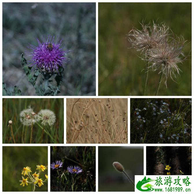 乌兰布统草原有什么特产 乌兰布统草原旅游攻略2017 乌兰布统草原有什么特产 乌兰布统草原旅游攻略2017