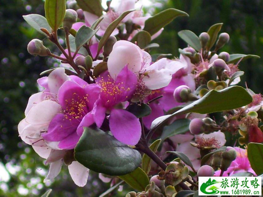 瑞士瑞吉山攻略 瑞吉山最佳路线 瑞士瑞吉山攻略 瑞吉山最佳路线