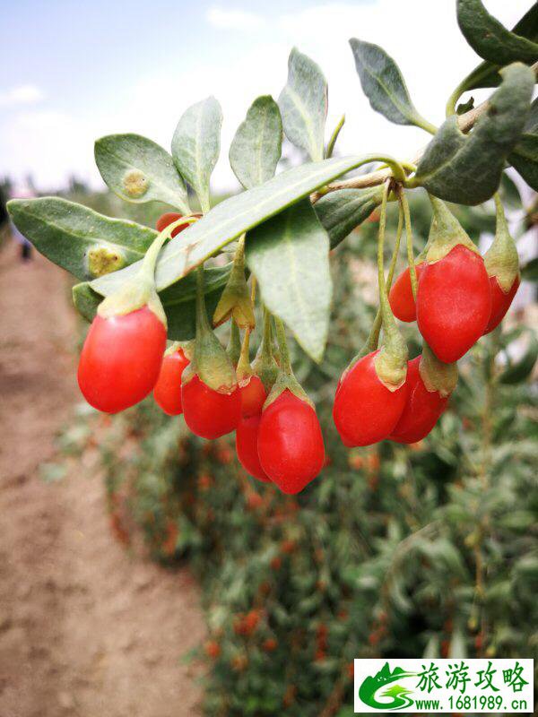 宁夏沙湖旅游攻略2017