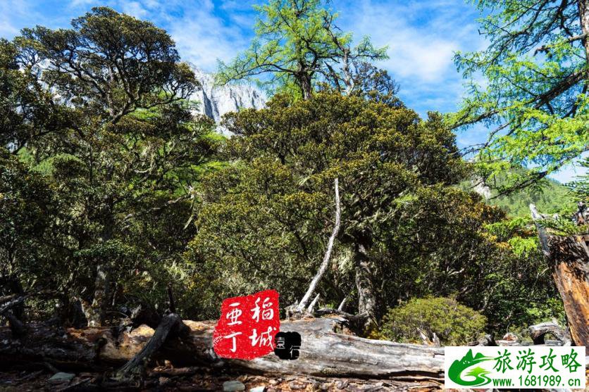 稻城亚丁有什么好玩的 稻城亚丁旅游攻略2017 稻城亚丁有什么好玩的 稻城亚丁旅游攻略2017