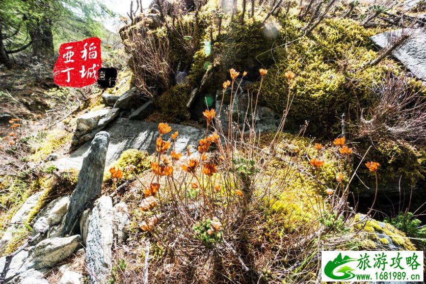 稻城亚丁有什么好玩的 稻城亚丁旅游攻略2017 稻城亚丁有什么好玩的 稻城亚丁旅游攻略2017