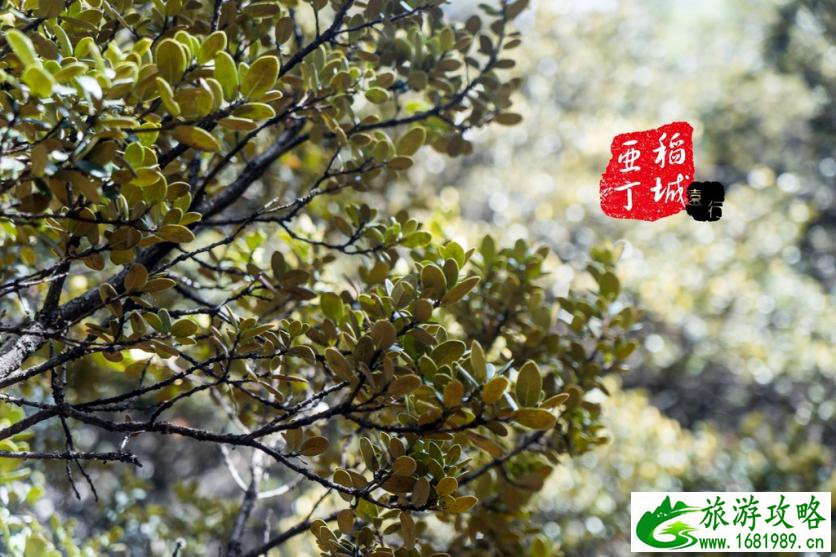 稻城亚丁有什么好玩的 稻城亚丁旅游攻略2017 稻城亚丁有什么好玩的 稻城亚丁旅游攻略2017