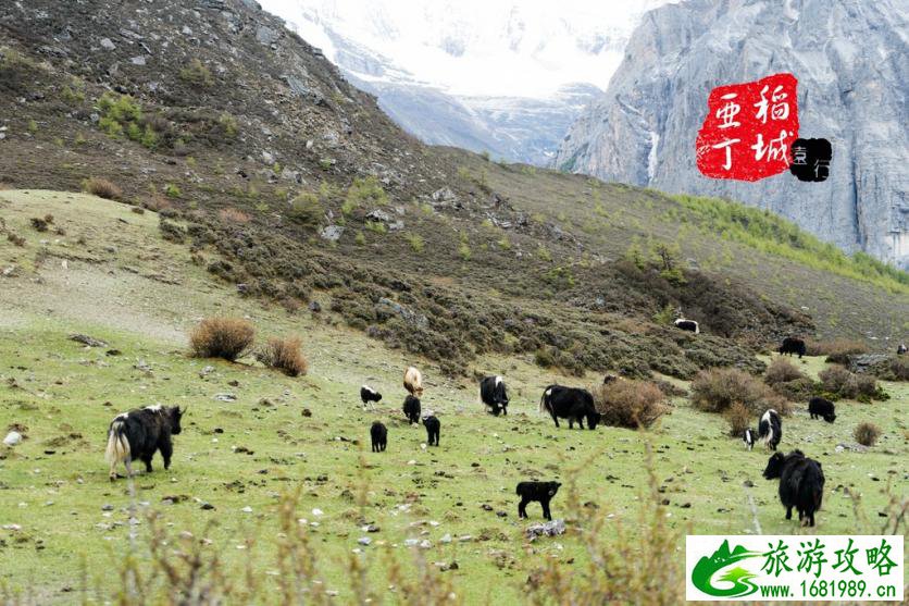 稻城亚丁有什么好玩的 稻城亚丁旅游攻略2017 稻城亚丁有什么好玩的 稻城亚丁旅游攻略2017