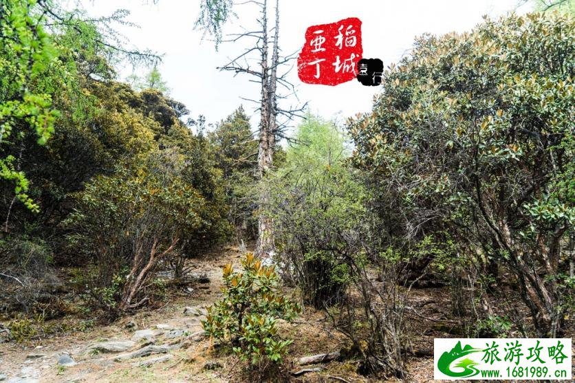 稻城亚丁有什么好玩的 稻城亚丁旅游攻略2017 稻城亚丁有什么好玩的 稻城亚丁旅游攻略2017