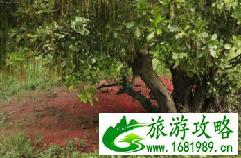 吴哥窟在哪个国家 吴哥窟好玩吗 吴哥窟在哪个国家 吴哥窟好玩吗