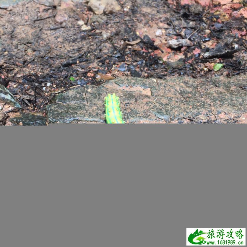 龙胜梯田什么时候去最好 龙胜有什么好玩的 龙胜梯田什么时候去最好 龙胜有什么好玩的
