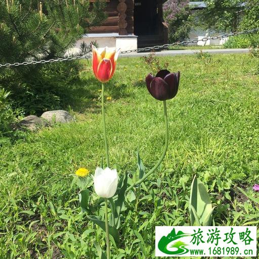 俄罗斯有哪些景点 俄罗斯旅游攻略207