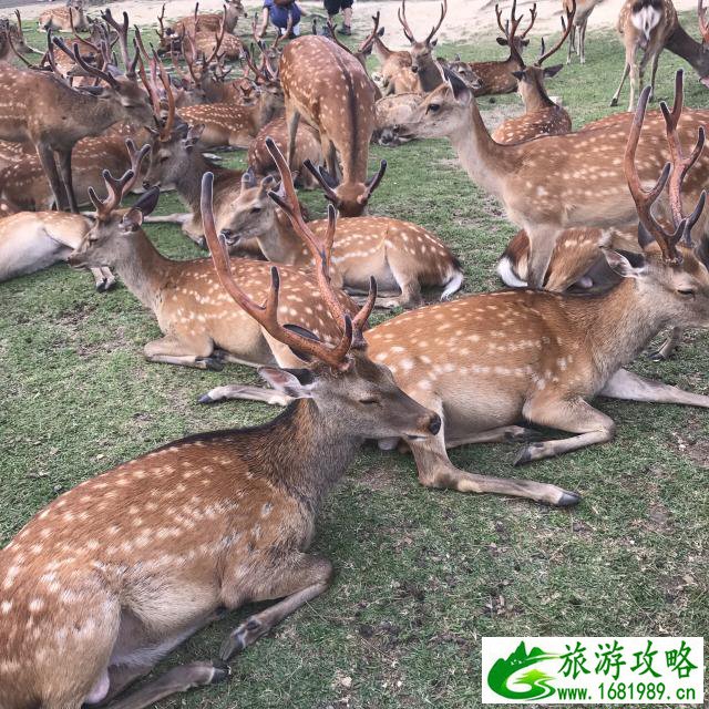 日本关西交通换乘攻略2017 日本关西交通换乘攻略2017