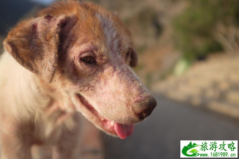 摩洛哥旅游攻略2017 摩洛哥哪里好玩