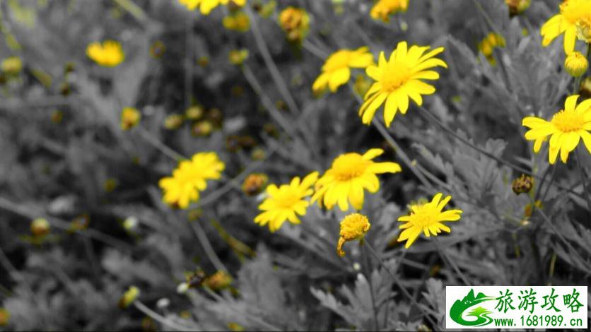 安顺有什么好玩的 安顺有什么好吃的