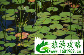 加拿大六里湖Six Mile Lake旅游攻略 加拿大六里湖Six Mile Lake旅游攻略