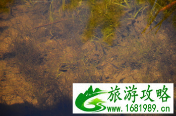 加拿大六里湖Six Mile Lake旅游攻略 加拿大六里湖Six Mile Lake旅游攻略