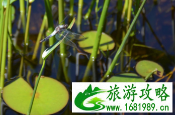 加拿大六里湖Six Mile Lake旅游攻略 加拿大六里湖Six Mile Lake旅游攻略