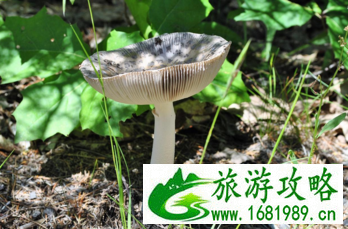 加拿大六里湖Six Mile Lake旅游攻略 加拿大六里湖Six Mile Lake旅游攻略