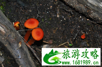 加拿大六里湖Six Mile Lake旅游攻略 加拿大六里湖Six Mile Lake旅游攻略