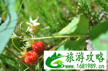 加拿大六里湖Six Mile Lake旅游攻略 加拿大六里湖Six Mile Lake旅游攻略