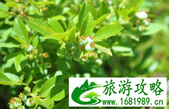 加拿大六里湖Six Mile Lake旅游攻略 加拿大六里湖Six Mile Lake旅游攻略