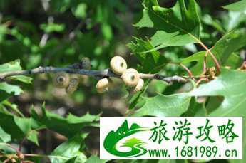 加拿大六里湖Six Mile Lake旅游攻略 加拿大六里湖Six Mile Lake旅游攻略