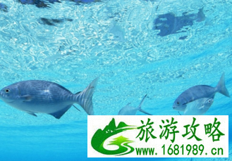 巴厘岛有什么好玩的 巴厘岛旅游攻略 巴厘岛在哪儿 巴厘岛有什么好玩的 巴厘岛旅游攻略 巴厘岛在哪儿