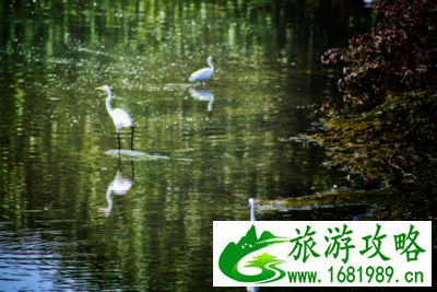 白鹭湿地公园门票