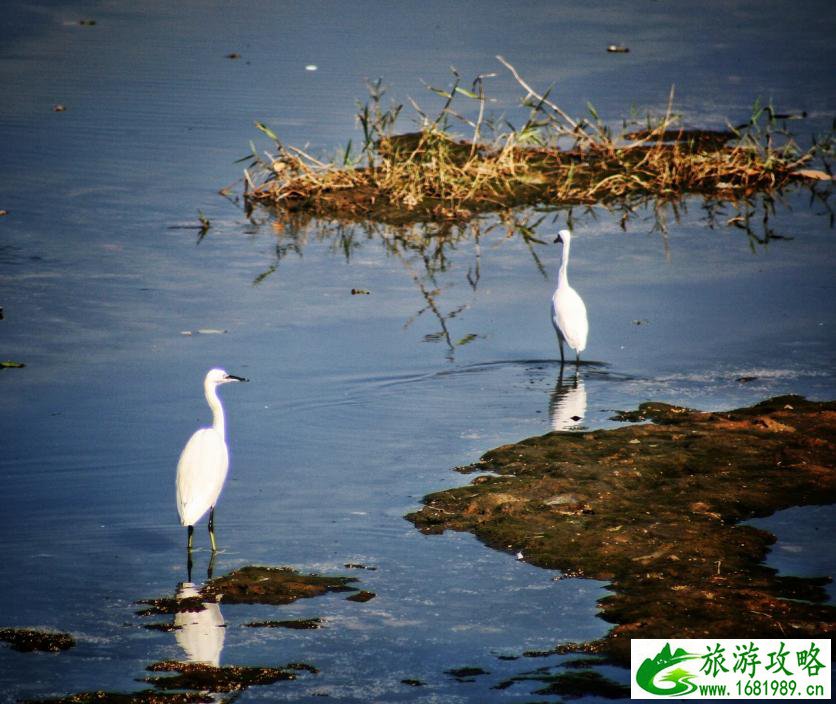 白鹭湿地公园门票