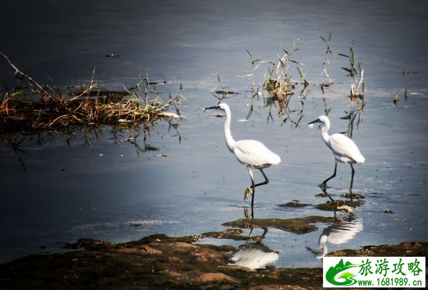 白鹭湿地公园门票