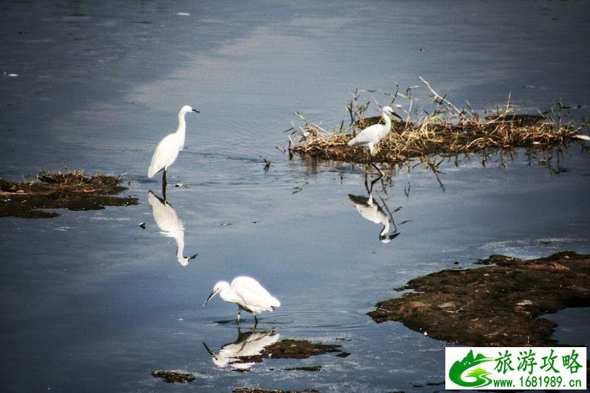白鹭湿地公园门票