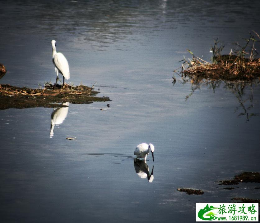 白鹭湿地公园门票