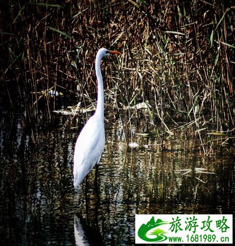 白鹭湿地公园门票