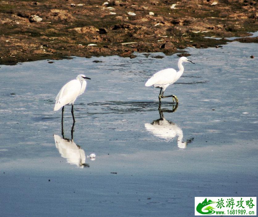 白鹭湿地公园门票