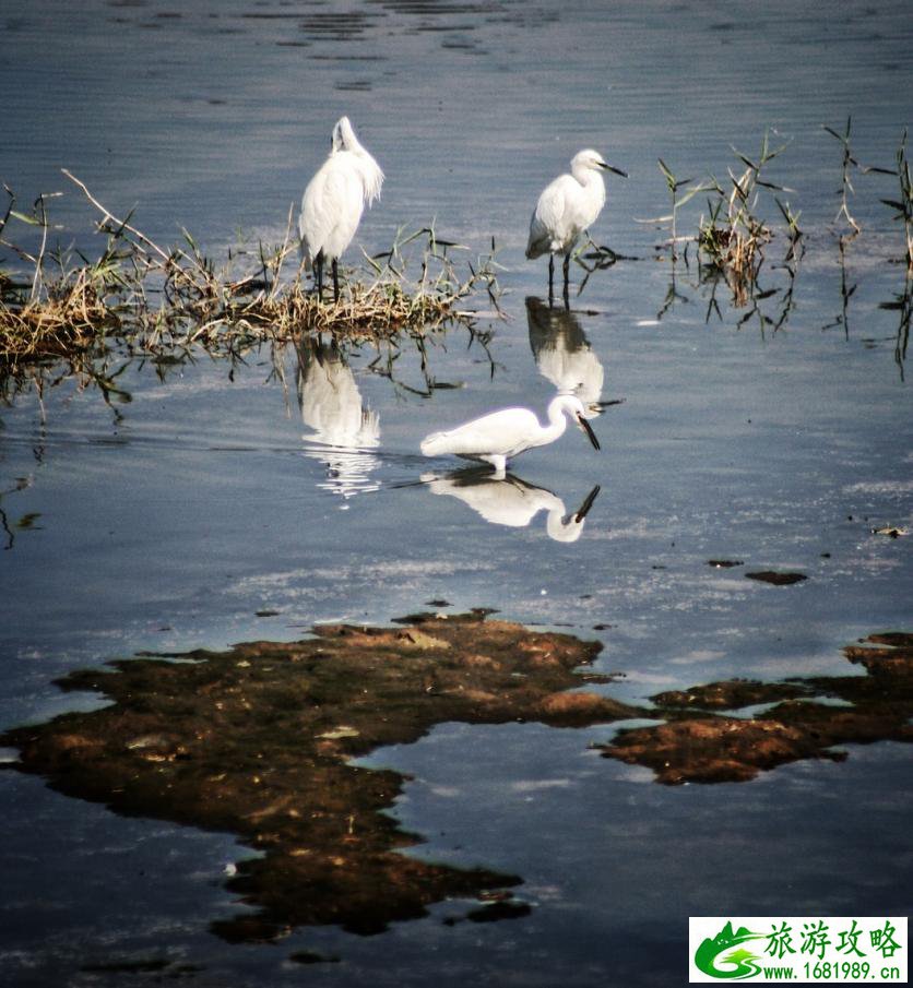 白鹭湿地公园门票