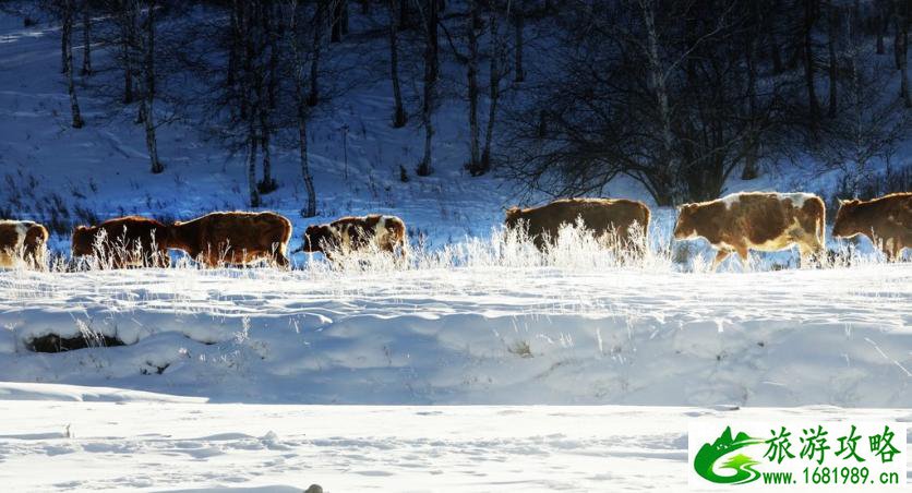 呼伦贝尔有哪些景区 呼伦贝尔旅游攻略2017