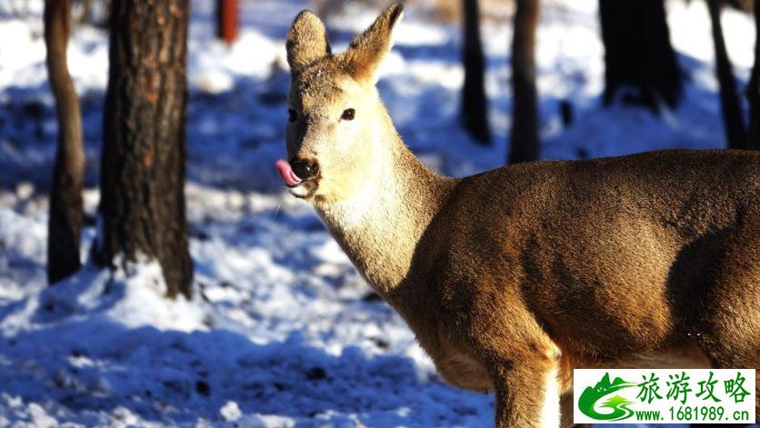 呼伦贝尔有哪些景区 呼伦贝尔旅游攻略2017