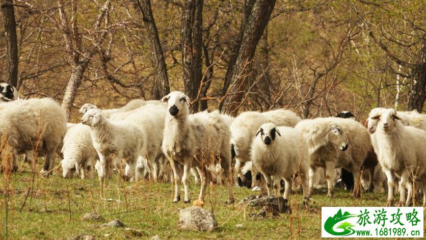 呼伦贝尔有哪些景区 呼伦贝尔旅游攻略2017