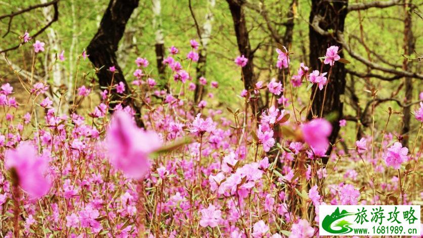 呼伦贝尔有哪些景区 呼伦贝尔旅游攻略2017